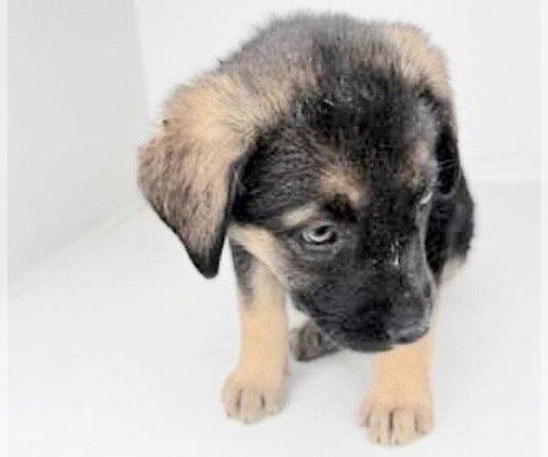 Medium Photo #1 German Shepherd Dog Puppy For Sale in Houston, TX, USA