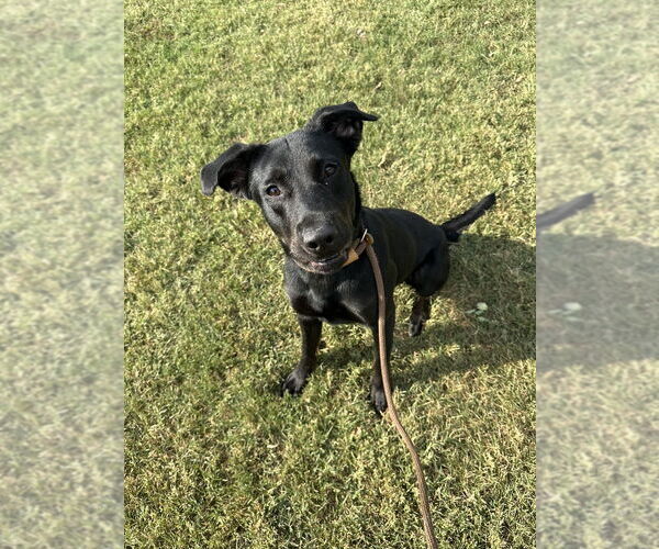Medium Photo #7 Labrador Retriever-Unknown Mix Puppy For Sale in Evansville, IN, USA