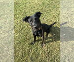Small #6 Labrador Retriever Mix