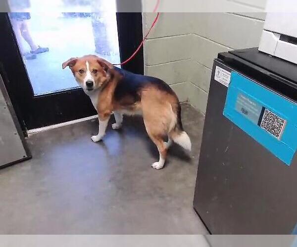 Medium Photo #1 Labrador Retriever-Unknown Mix Puppy For Sale in Tulsa, OK, USA