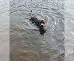 Small #28 American Pit Bull Terrier-Mountain Cur Mix
