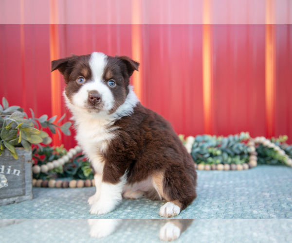 Medium Photo #11 Miniature Australian Shepherd Puppy For Sale in MILLERSBURG, OH, USA
