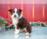 Small #3 Miniature Australian Shepherd