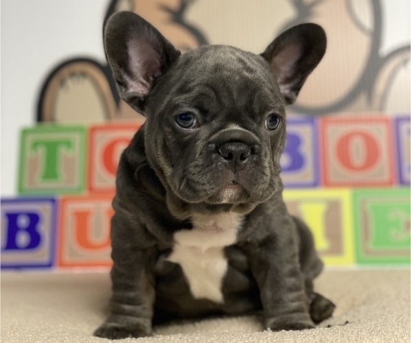 Medium Photo #2 French Bulldog Puppy For Sale in HELENA, MT, USA