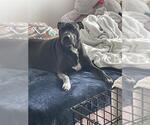 Small American Staffordshire Terrier Mix