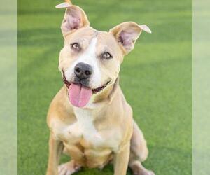 Mutt Dogs for adoption in Camarillo, CA, USA