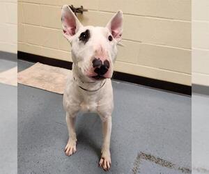 Bull Terrier Dogs for adoption in Denver, CO, USA