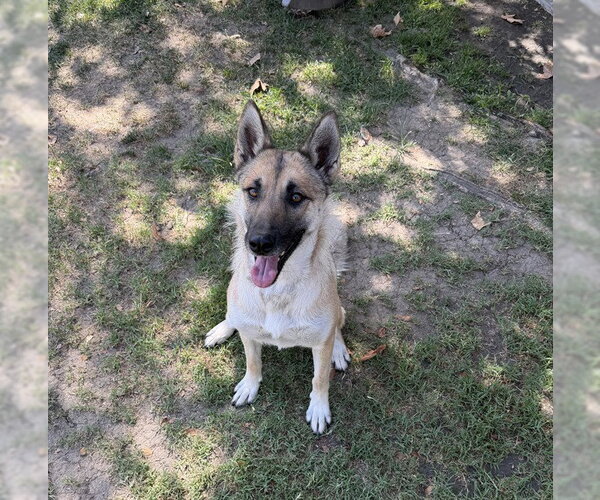 Medium Photo #2 German Shepherd Dog Puppy For Sale in Riverside, CA, USA