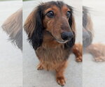 Small #4 Dachshund