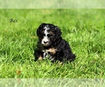 Small Photo #3 F2 Aussiedoodle Puppy For Sale in SUISUN CITY, CA, USA