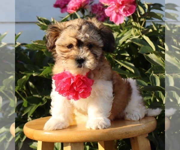 Medium Photo #1 Zuchon Puppy For Sale in THORP, WI, USA