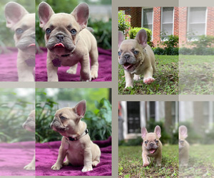 French Bulldog Puppy for sale in ATLANTA, GA, USA