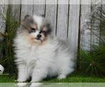 Small #17 Pomeranian