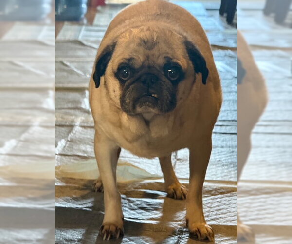Medium Photo #3 Pug Puppy For Sale in Indianapolis, IN, USA