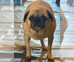 Small #2 Pug