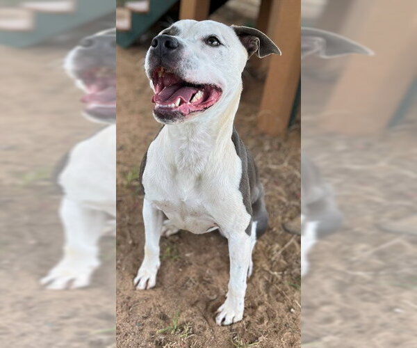 Medium Photo #2 Mutt Puppy For Sale in Augusta, GA, USA