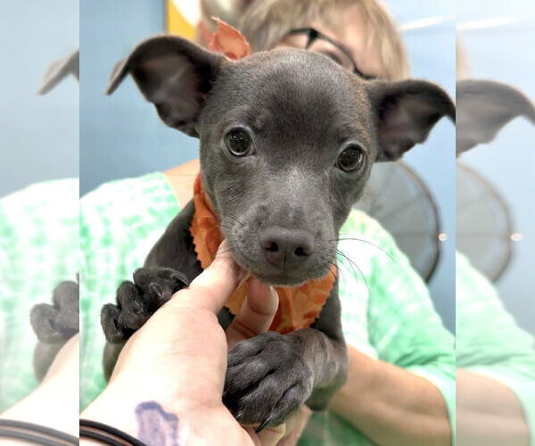 Medium Photo #4 Chihuahua-Unknown Mix Puppy For Sale in phoenix, AZ, USA