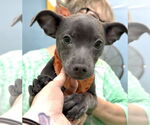 Small #3 Chihuahua Mix