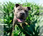 Small #2 American Pit Bull Terrier