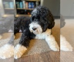 Small Photo #1 Portuguese Water Dog Puppy For Sale in SAINT LOUIS, MO, USA