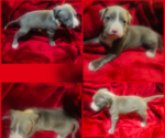Small #2 American Pit Bull Terrier
