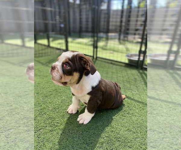 Medium Photo #5 Bulldog Puppy For Sale in GARDEN GROVE, CA, USA