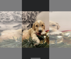 Goldendoodle Puppy for sale in BROOKS, OR, USA