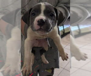 Mutt Dogs for adoption in San Antonio, TX, USA