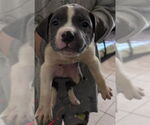 Small Mutt