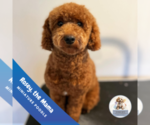 Small Photo #7 Poodle (Miniature) Puppy For Sale in BERLIN, NJ, USA