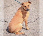 Small #4 Boxer Mix