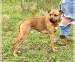 Small #2 American Staffordshire Terrier Mix