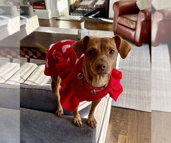 Medium Photo #3 Miniature Pinscher-Unknown Mix Puppy For Sale in Oakhurst, NJ, USA