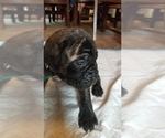 Small Photo #17 Mastiff Puppy For Sale in FULTON, NY, USA