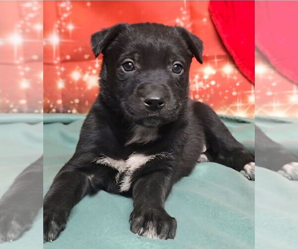 Medium Photo #11 German Shepherd Dog-Unknown Mix Puppy For Sale in Lakewood, CO, USA