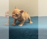 Small Photo #12 English Bulldog Puppy For Sale in PHILADELPHIA, PA, USA