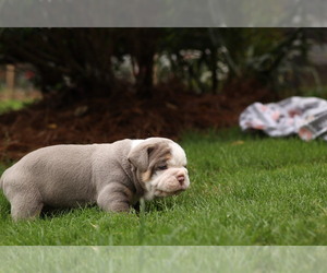 Olde English Bulldogge Puppy for sale in MANSFIELD, GA, USA
