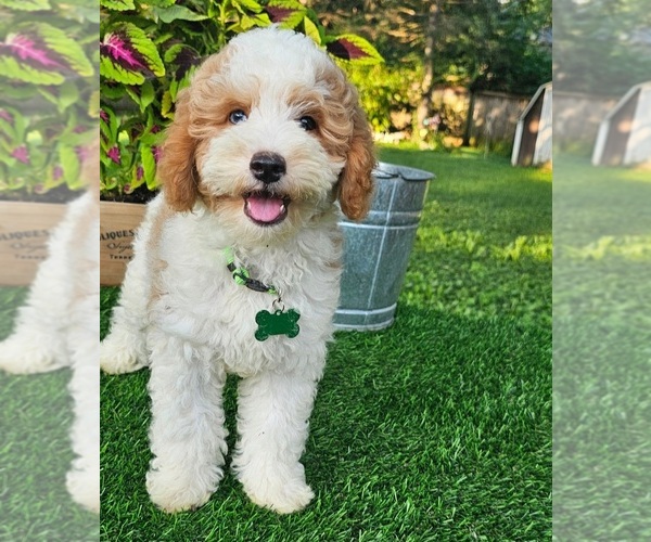 Medium Photo #3 Goldendoodle (Miniature) Puppy For Sale in INDIANAPOLIS, IN, USA