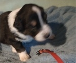 Small Photo #3 Australian Shepherd Puppy For Sale in SYLVA, NC, USA