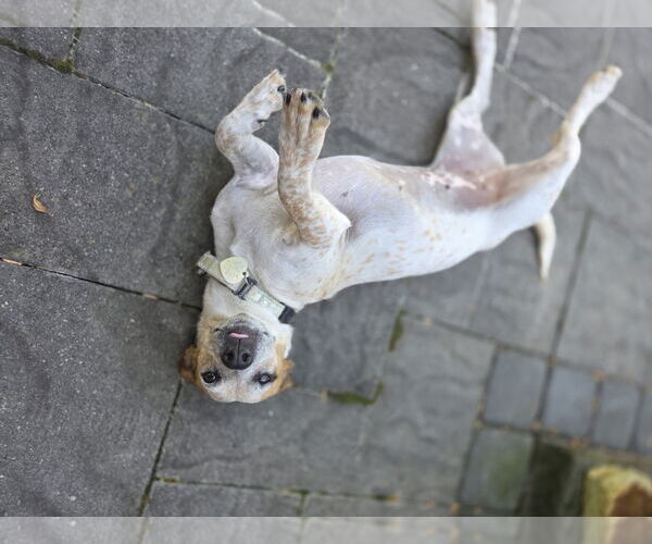 Medium Photo #5 Jack Russell Terrier Puppy For Sale in Oakhurst, NJ, USA
