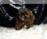 Small #5 Shih Tzu