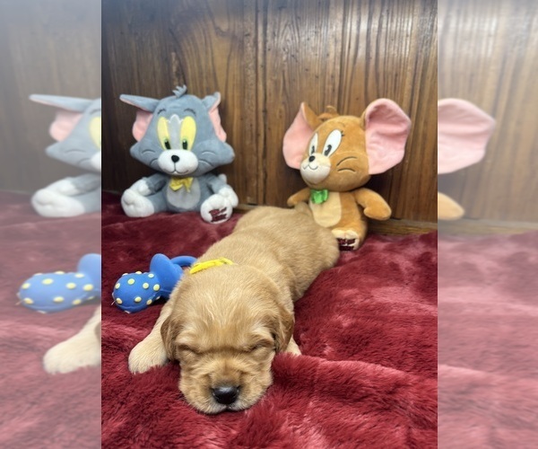 Medium Photo #3 Golden Retriever Puppy For Sale in NEOLA, WV, USA