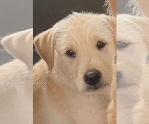Jack Russell Terrier-Wheaten Terrier Mix Dogs for adoption in Pottstown, PA, USA