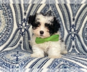 Cavachon-ShihPoo Mix Puppy for sale in LAKELAND, FL, USA