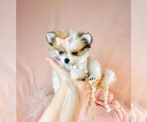 Pomeranian Puppy for sale in NEW YORK, NY, USA