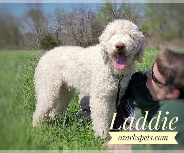 Medium Photo #1 Goldendoodle Puppy For Sale in GOLDEN CITY, MO, USA