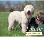Small Photo #1 Goldendoodle Puppy For Sale in GOLDEN CITY, MO, USA