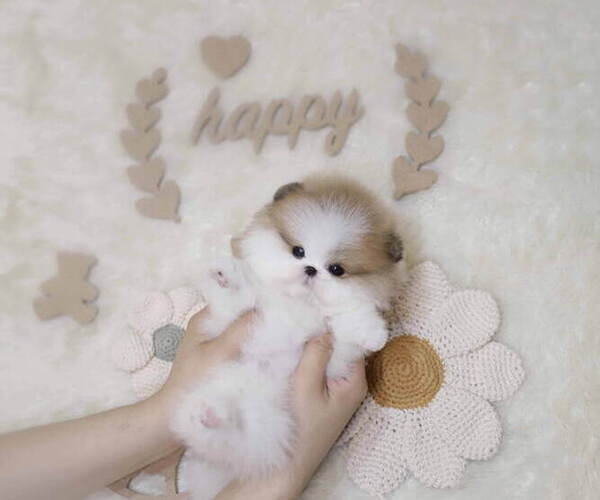 Medium Photo #6 Pomeranian Puppy For Sale in Seoul, Seoul, Korea, South