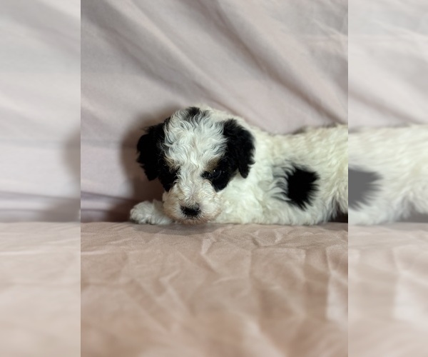 Medium Photo #4 Bernedoodle (Miniature) Puppy For Sale in LONGMONT, CO, USA