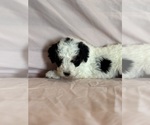 Love - Female Bernedoodle (Miniature) Puppy for Sale - Photo #4